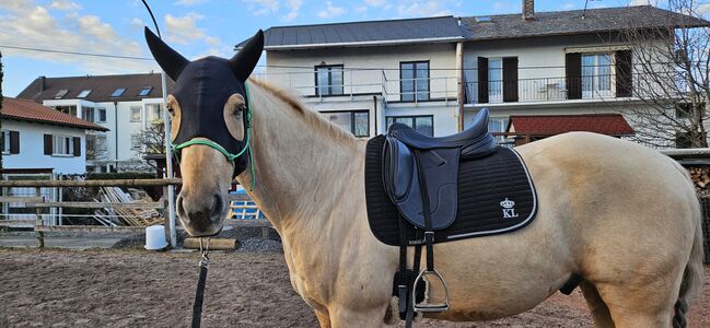 Quaterhorse Wallach abzugeben, Alexandra , Horses For Sale, Lustenau , Image 10