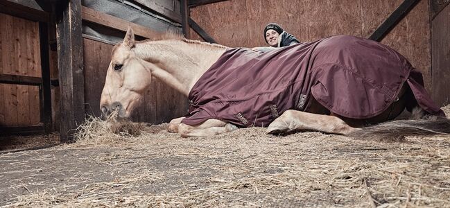 Quaterhorse Wallach abzugeben, Alexandra , Pferd kaufen, Lustenau , Abbildung 4