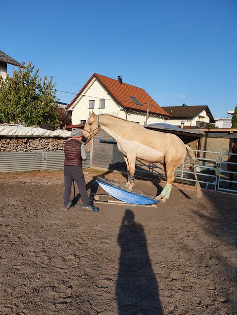 Quaterhorse Wallach abzugeben, Alexandra , Pferd kaufen, Lustenau , Abbildung 9