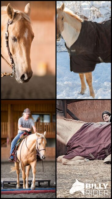 Quaterhorse Wallach abzugeben, Alexandra , Pferd kaufen, Lustenau , Abbildung 15