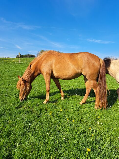 Quaterhorse X Isländer Stute einmalige Chance, Silvia Köpke , Horses For Sale, Hemer , Image 5