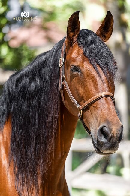 Queeny - Andalusier, Stute, 10 Jahre, Braun, WOW Pferd  (WOW Pferd), Horses For Sale, Bayern - Attenkirchen