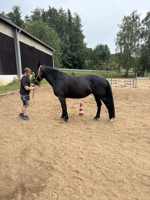 Beratung/Unterstützung beim Pferdekauf/Pferdeverkauf, Verena Hamacher, Other, Röttenbach 