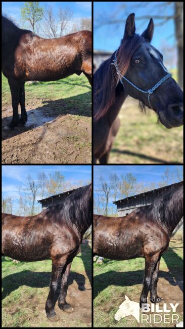 Racking horse 15yr TWH 15.2, Kandis, Horses For Sale, Monticello, Image 5