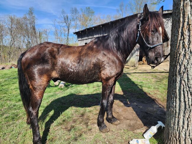 Racking horse 15yr TWH 15.2, Kandis, Horses For Sale, Monticello, Image 2