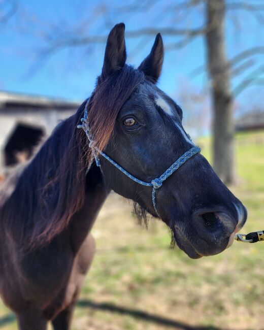 Racking horse 15yr TWH 15.2, Kandis, Pferd kaufen, Monticello, Abbildung 4