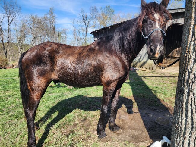 Racking horse 15yr TWH 15.2, Kandis, Pferd kaufen, Monticello, Abbildung 3