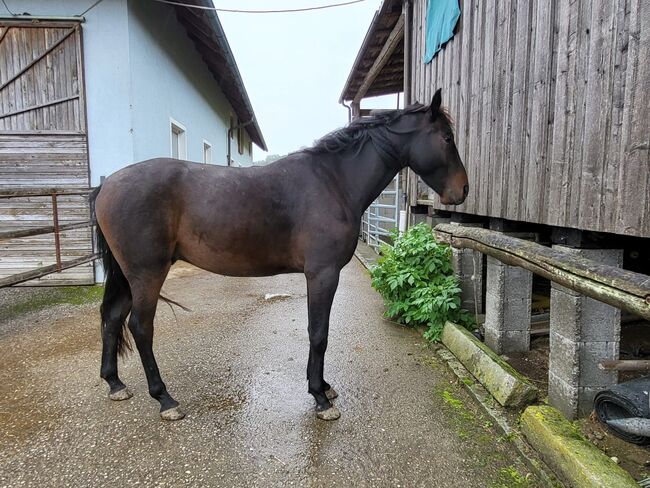 Ragnar der Rohdiamant, Simone Hochhauser, Horses For Sale, Ferdinand-Huber-Siedlung, Image 3