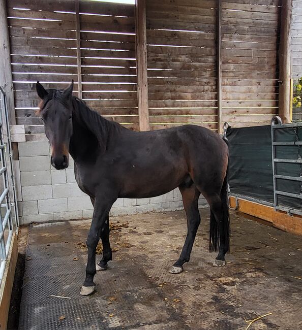 Ragnar der Rohdiamant, Simone Hochhauser, Horses For Sale, Ferdinand-Huber-Siedlung, Image 4