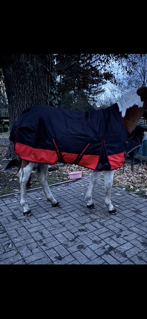 Regen-/Outdoor Decke, 115cm, 0g, High Neck, Charlotte, Horse Blankets, Sheets & Coolers, Panketal