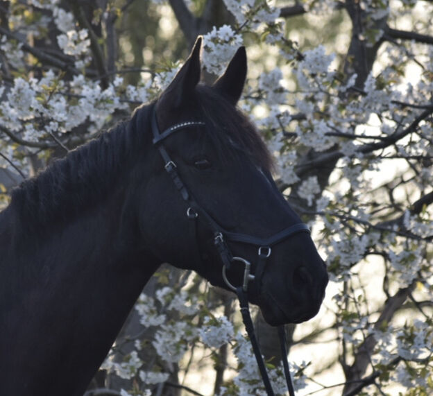 Rambo Micklem Warmblut schwarz, Horseware  Original Competition Bridle , Johanna Dommnich , Ogłowia, Groß Kreutz