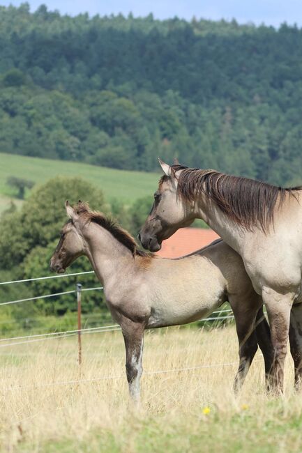 Im Ranchhorsetyp stehender Quarter Horse Hengst in grullo, Kerstin Rehbehn (Pferdemarketing Ost), Pferd kaufen, Nienburg, Abbildung 3