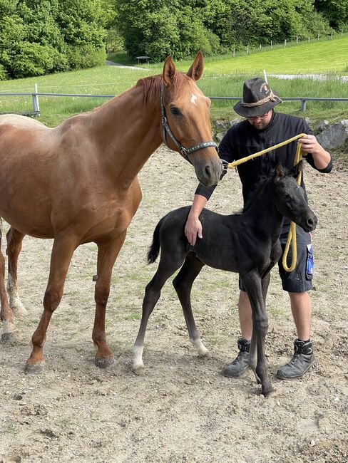 Rapp-Hengstfohlen, S-t-g-a, Pferd kaufen, Scheibbs
