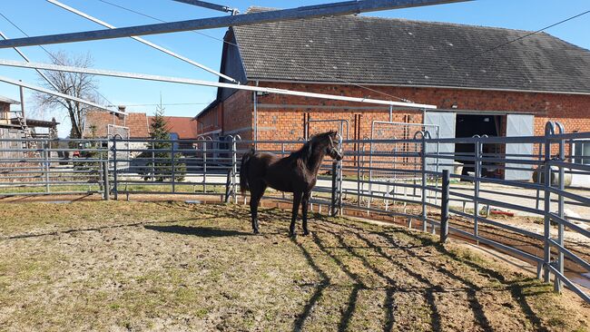 Rapp Stute, Dr. Schoenberg, Horses For Sale, Haibach ob der Donau