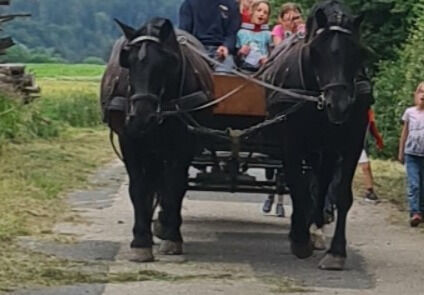 Rapp-Noriker-Stute zu verkaufen, Stefan, Horses For Sale, Untermixnitz