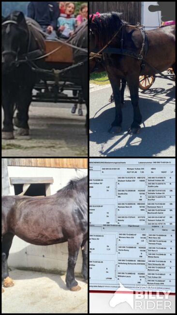 Rapp-Noriker-Stute zu verkaufen, Stefan, Horses For Sale, Untermixnitz, Image 5