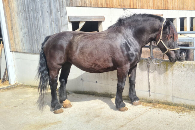 Rapp-Noriker-Stute zu verkaufen, Stefan, Horses For Sale, Untermixnitz, Image 4