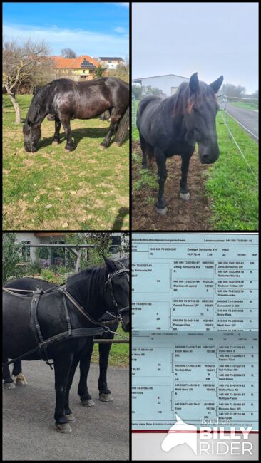 Rapp-Noriker-Stute ohne Abzeichen zu verkaufen, Stefan, Horses For Sale, Untermixnitz, Image 6