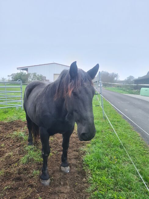 Rapp-Noriker-Stute ohne Abzeichen zu verkaufen, Stefan, Horses For Sale, Untermixnitz, Image 3