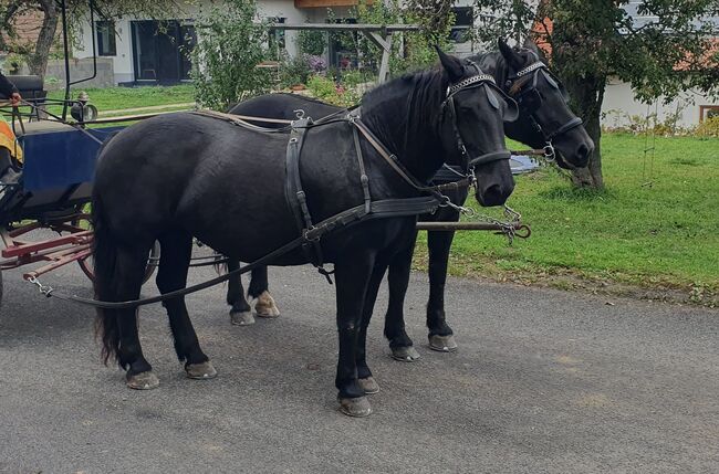 Rapp-Noriker-Stute ohne Abzeichen zu verkaufen, Stefan, Horses For Sale, Untermixnitz, Image 4