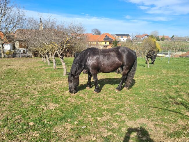 Rapp-Noriker-Stute ohne Abzeichen zu verkaufen, Stefan, Horses For Sale, Untermixnitz