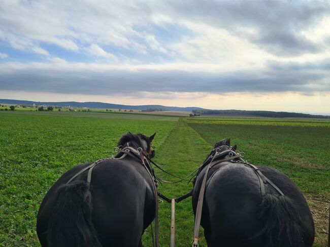 Rapp-Noriker-Stute ohne Abzeichen zu verkaufen, Stefan, Horses For Sale, Untermixnitz, Image 5