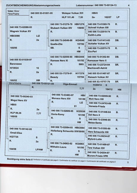 Rapp-Noriker-Stute zu verkaufen, Stefan, Pferd kaufen, Untermixnitz, Abbildung 2