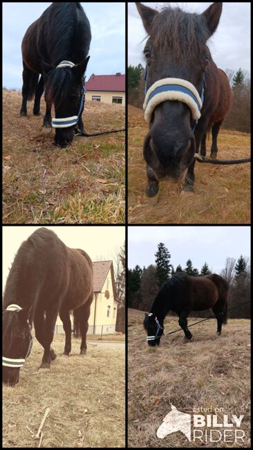 RAPP - Ponywallach, LINDA , Horses For Sale, Petzelsdorf bei Fehring, Image 5