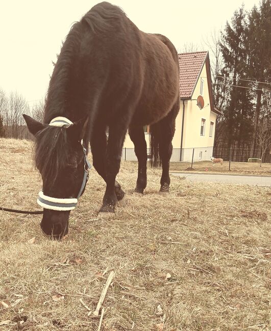 RAPP - Ponywallach, LINDA , Horses For Sale, Petzelsdorf bei Fehring, Image 3