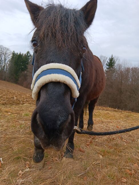 RAPP - Ponywallach, LINDA , Pferd kaufen, Petzelsdorf bei Fehring, Abbildung 2