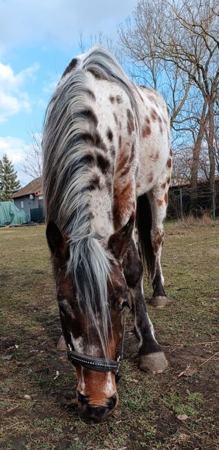 Seltenes Kleinpferd in Sonderlackierung, Apollo Eger, Horses For Sale, Nickelsdorf , Image 5