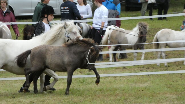 Seltene Smoky Black Tiger Jungstute Partbred Shetlandpony, Nadine  (Shettyzucht Frechdachs ), Horses For Sale, Heringen, Image 6