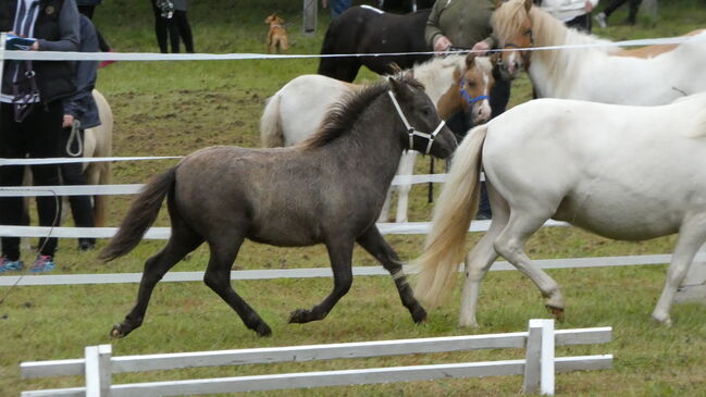 Seltene Smoky Black Tiger Jungstute Partbred Shetlandpony, Nadine  (Shettyzucht Frechdachs ), Horses For Sale, Heringen, Image 5