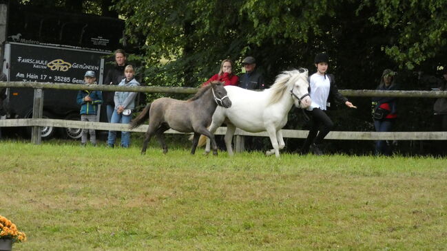Seltene Smoky Black Tiger Jungstute Partbred Shetlandpony, Nadine  (Shettyzucht Frechdachs ), Horses For Sale, Heringen, Image 4
