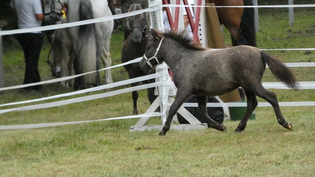 Seltene Smoky Black Tiger Jungstute Partbred Shetlandpony, Nadine  (Shettyzucht Frechdachs ), Horses For Sale, Heringen, Image 3