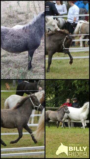 Seltene Smoky Black Tiger Jungstute Partbred Shetlandpony, Nadine  (Shettyzucht Frechdachs ), Horses For Sale, Heringen, Image 7