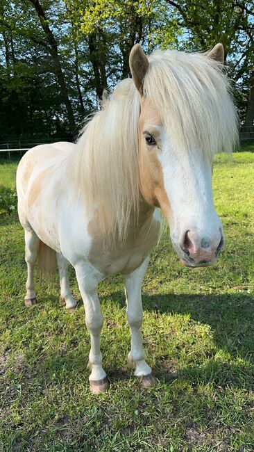 Rarität Elite Isabellfalbscheckhengst Deckhengst deckt 2024 im Norden, Indra Strodt, Horses For Sale, Thuine, Image 6