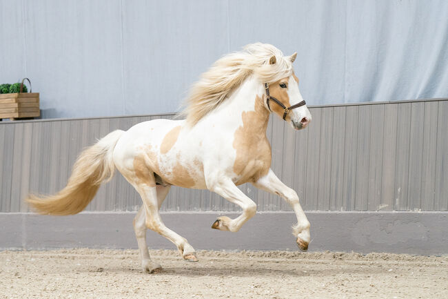 Rarität Elite Isabellfalbscheckhengst Deckhengst deckt 2024 im Norden, Indra Strodt, Horses For Sale, Thuine