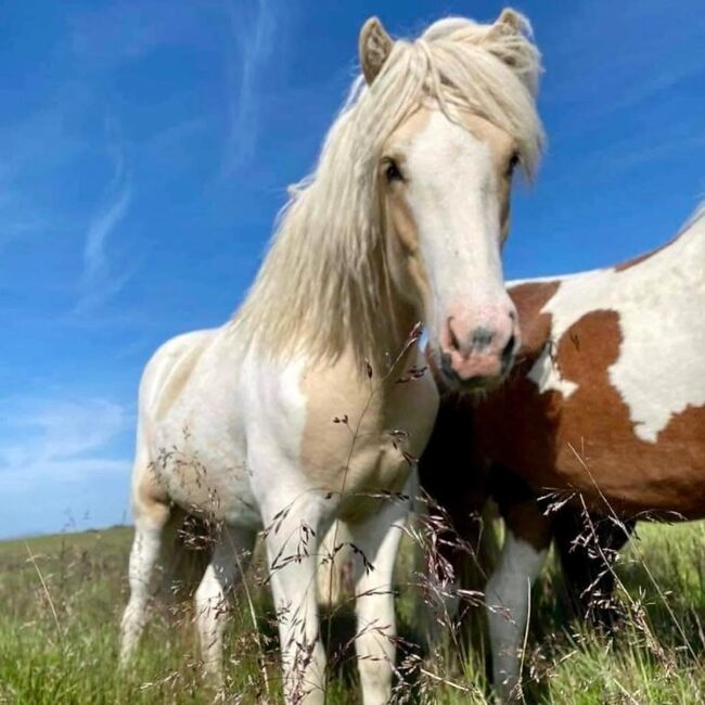 Rarität Elite Isabellfalbscheckhengst Deckhengst deckt 2024 im Norden, Indra Strodt, Horses For Sale, Thuine, Image 3