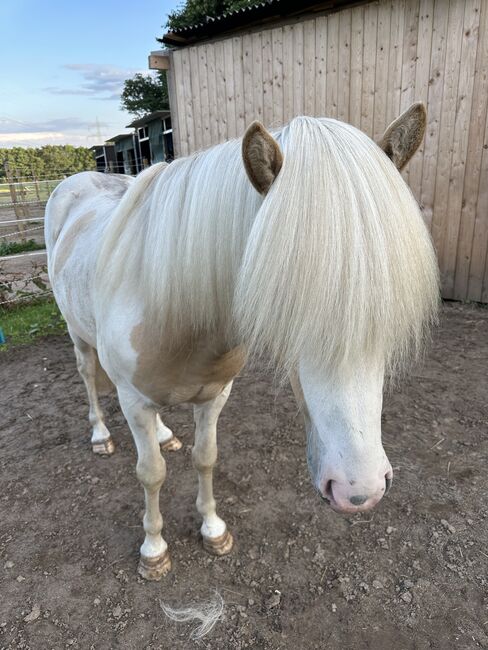 Rarität Elite Isabellfalbscheckhengst Deckhengst deckt 2024 im Norden, Indra Strodt, Horses For Sale, Thuine, Image 5