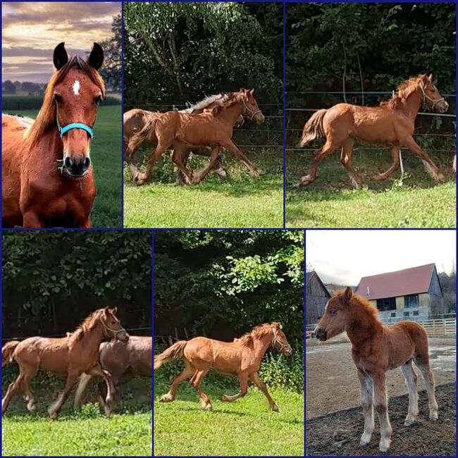 Rarität veredelter Sporttinker, P.a., Horses For Sale, Bruck an der Mur 