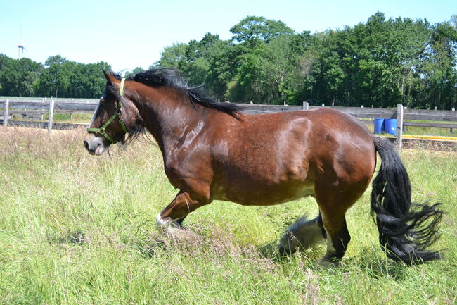 Rarität!: Shire-Horse-Mix, akademisch gearbeitet, Jochen Sandmann, Horses For Sale, Pesnica, Image 3