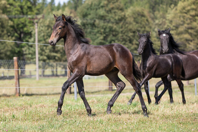 Pura Raza Española Hengst, Nováková , Horses For Sale, Nova Bystrice , Image 2