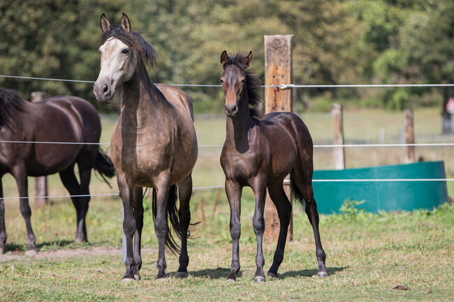 Pura Raza Española Hengst, Nováková , Horses For Sale, Nova Bystrice , Image 3