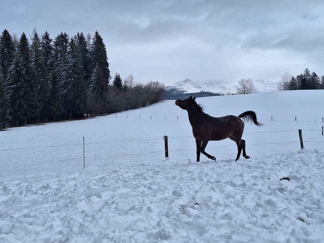 Vollblutaraber Jay, Michael Macheiner, Horses For Sale, 8822 Mühlen, Image 5