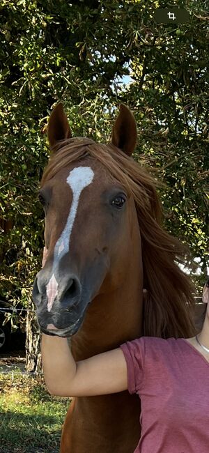 RB auf Araberhengst, Marcella, Dressage Saddle, Berlin Kreuzberg, Image 2