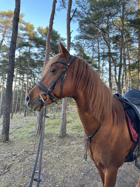 RB auf Araberhengst, Marcella, Dressage Saddle, Berlin Kreuzberg, Image 4