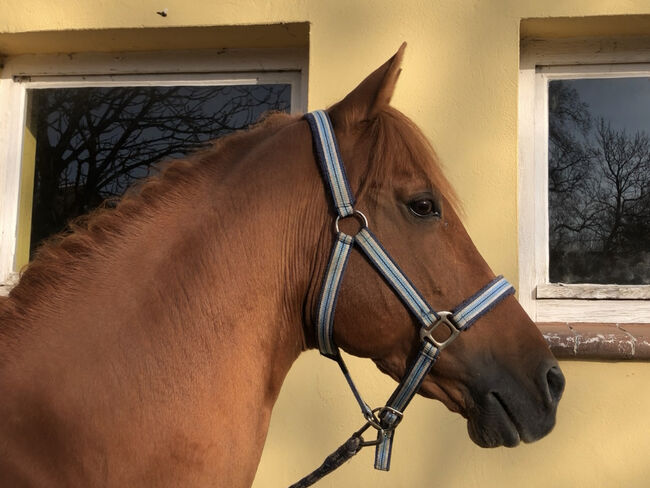 RB auf Araberhengst, Marcella, Dressage Saddle, Berlin Kreuzberg, Image 3