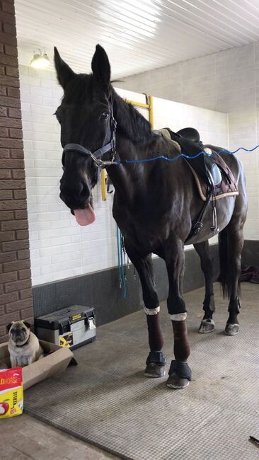 RB auf verschiedenen Pferde, Vaney, Horse Sharing, Seuzach, Image 3