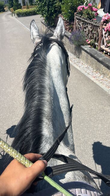 RB auf verschiedenen Pferde, Vaney, Horse Sharing, Seuzach, Image 2